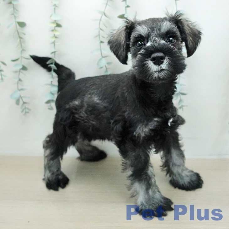 ミニチュア・シュナウザーの写真2