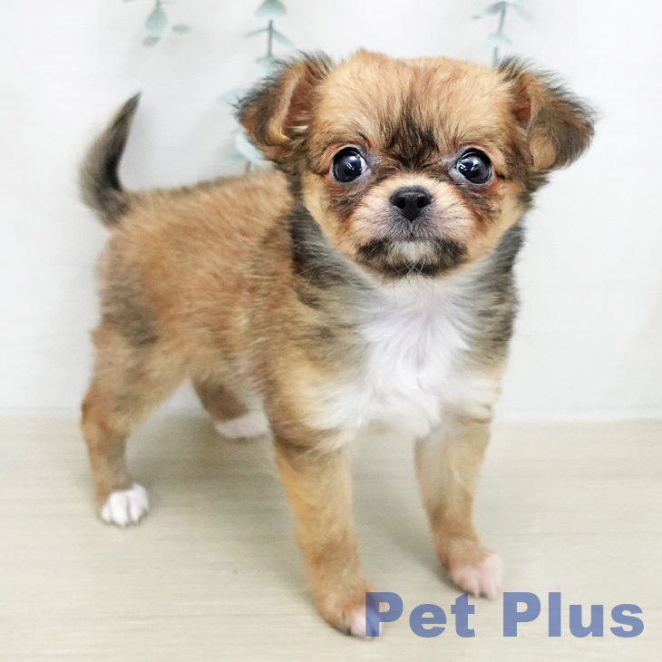 神奈川県のチワワ(ロング) (ペットプラス モザイクモール港北店/2026年1月10日生まれ/女の子/レッドホワイト)の子犬の1枚目の画像