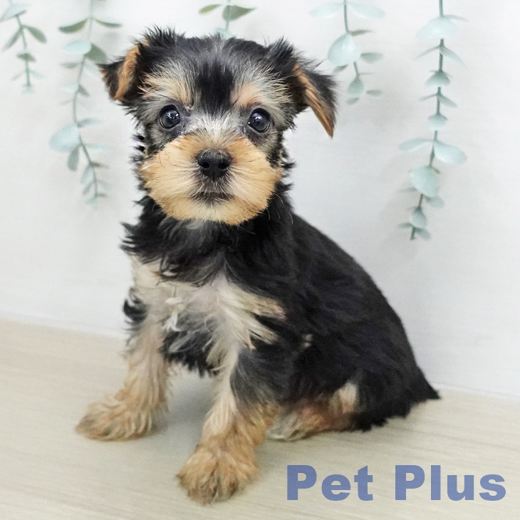 ヨークシャー・テリア