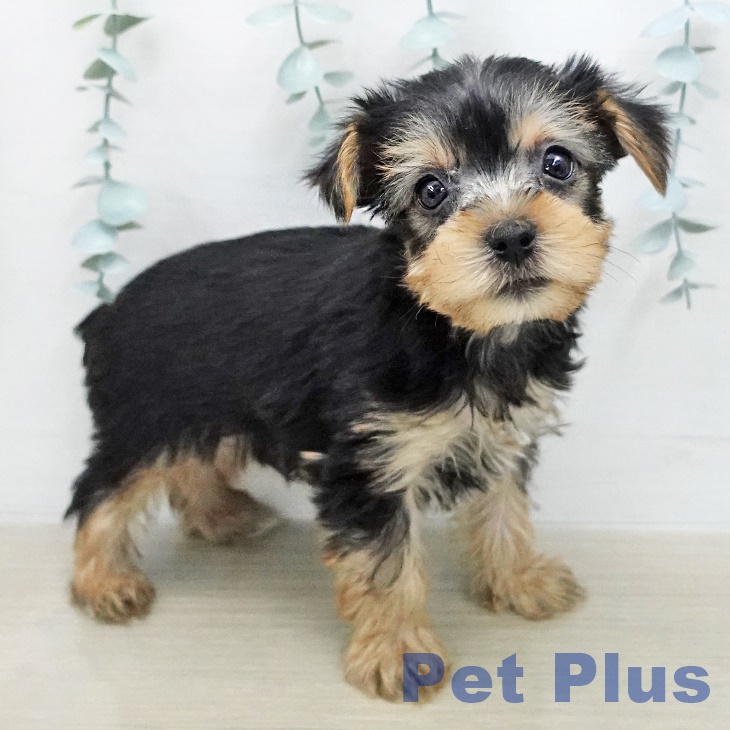 ヨークシャー・テリアの写真2