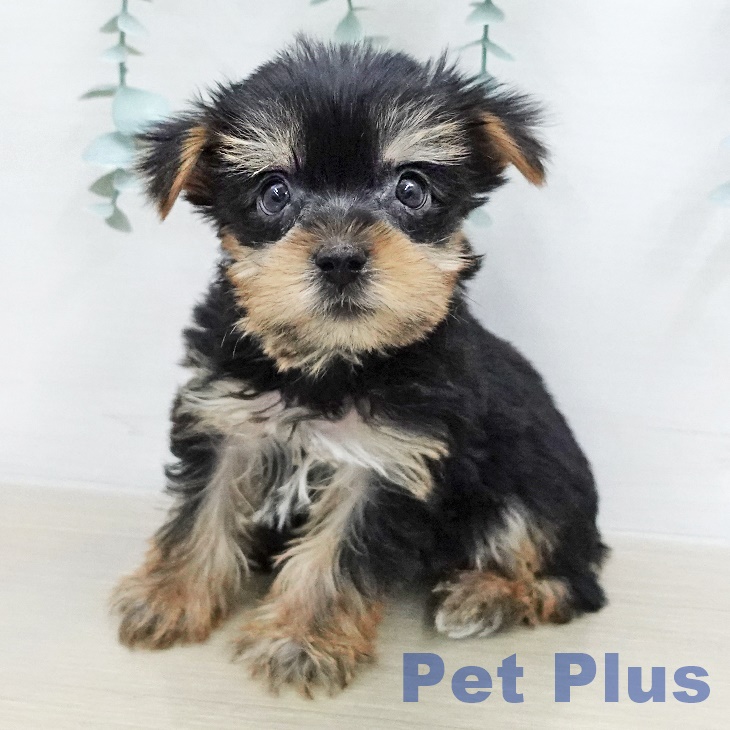 ヨークシャー・テリア