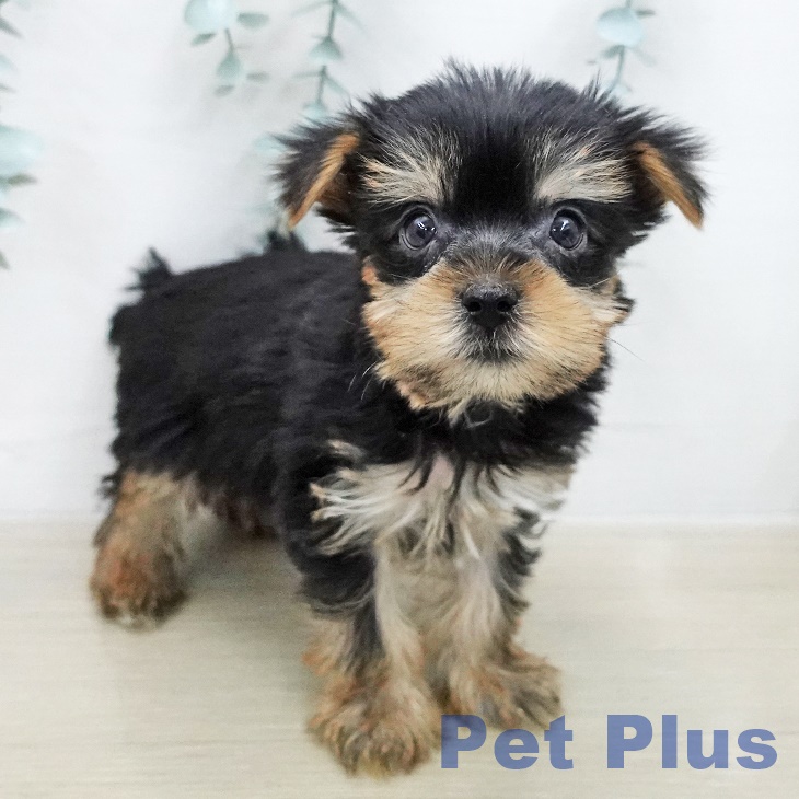 ヨークシャー・テリアの写真2