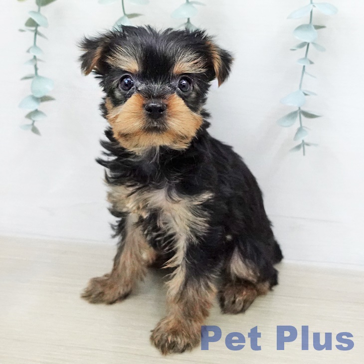 神奈川県のヨークシャーテリア (ペットプラス モザイクモール港北店/2026年1月11日生まれ/男の子/スチールブルータン)の子犬の1枚目の画像
