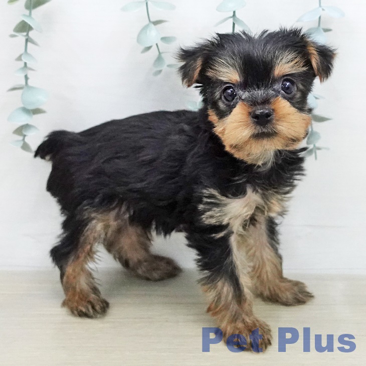 神奈川県のヨークシャーテリア (ペットプラス モザイクモール港北店/2026年1月11日生まれ/男の子/スチールブルータン)の子犬の2枚目の画像