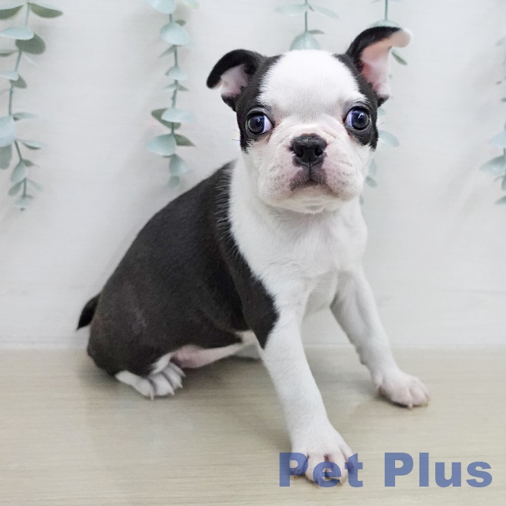 神奈川県のボストンテリア (ペットプラス モザイクモール港北店/2026年1月11日生まれ/女の子/ボストンカラー)の子犬の1枚目の画像