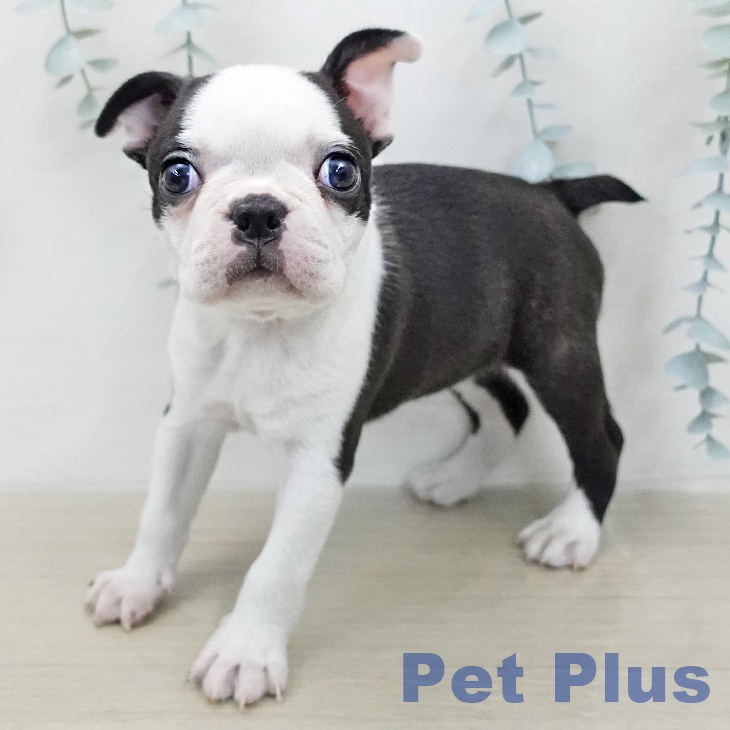 神奈川県のボストンテリア (ペットプラス モザイクモール港北店/2026年1月11日生まれ/女の子/ボストンカラー)の子犬の2枚目の画像