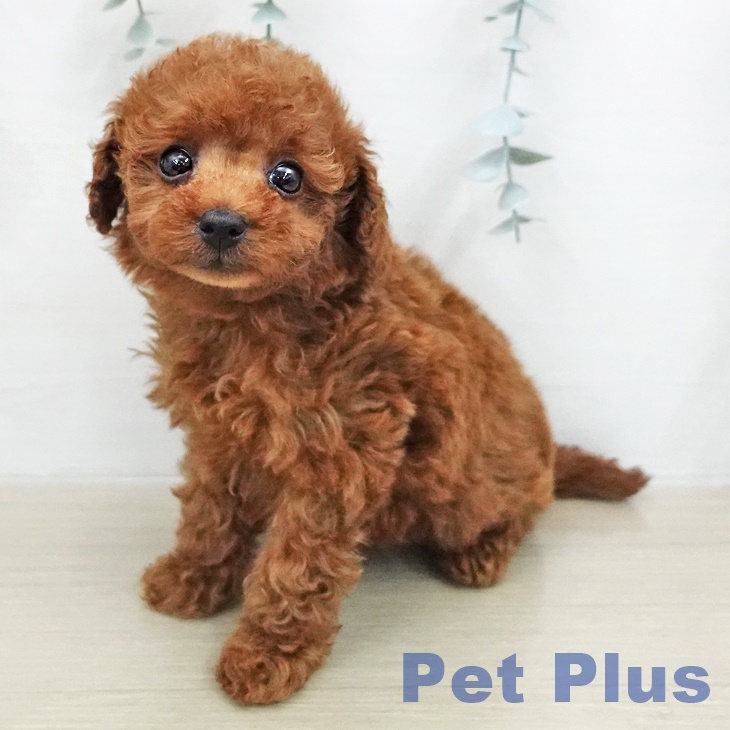 宮城県のトイプードル(トイ) (ペットプラス 仙台泉大沢店/2026年1月11日生まれ/女の子/レッド)の子犬