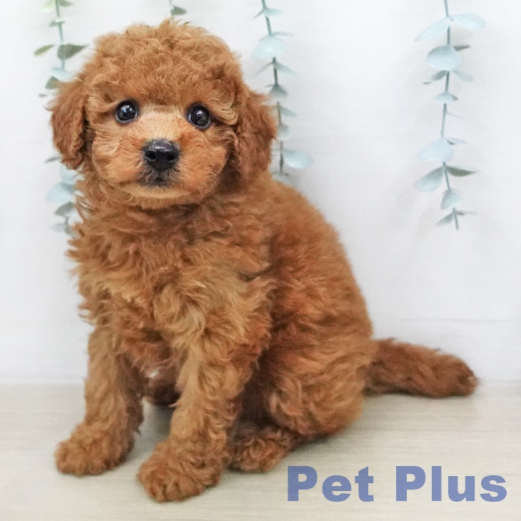 トイ・プードル