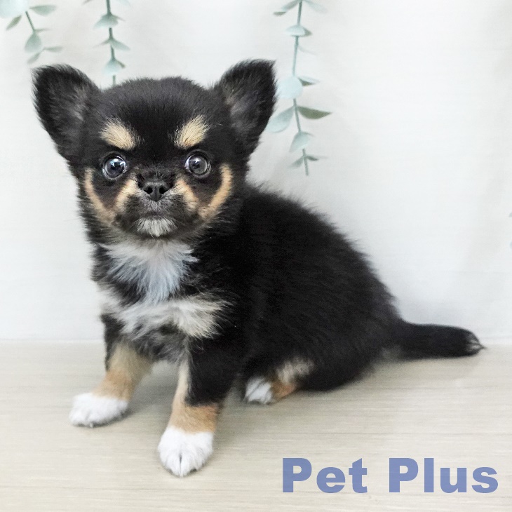 神奈川県のチワワ(ロング) (ペットプラス モザイクモール港北店/2026年1月11日生まれ/男の子/ブラックタンホワイト)の子犬の2枚目の画像