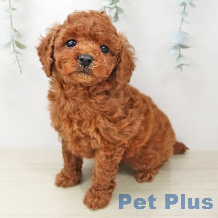 トイ・プードルの写真2