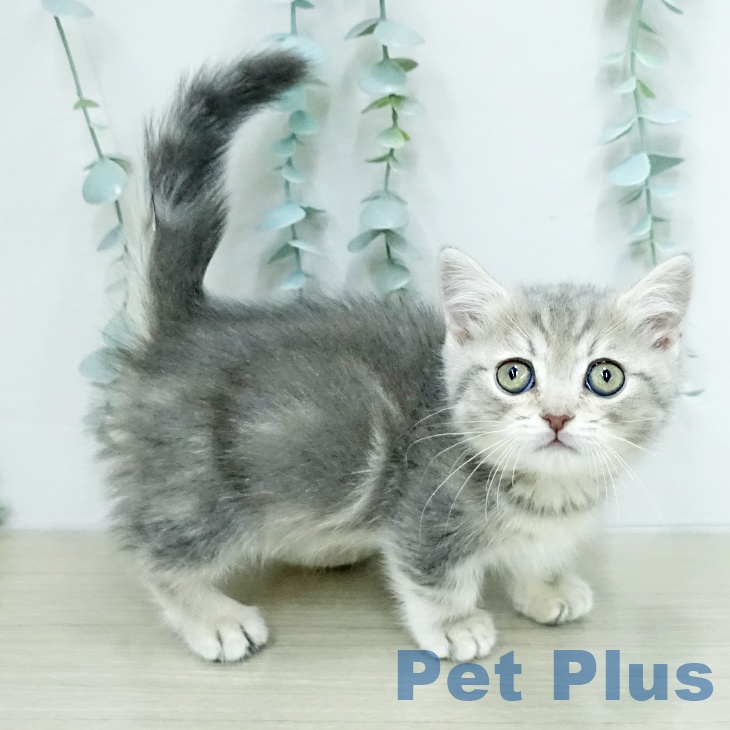神奈川県のミヌエット (ペットプラス モザイクモール港北店/2026年1月9日生まれ/男の子/ブルータビー)の子猫の2枚目の画像