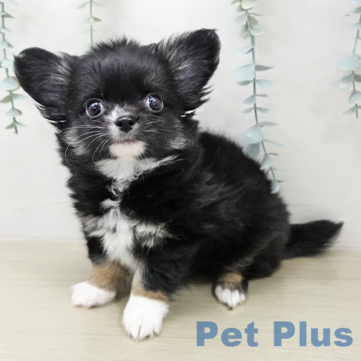 東京都のチワワ(ロング) (ペットプラス MARK IS 葛飾かなまち店/2026年1月11日生まれ/男の子/ブラックタンホワイト)の子犬