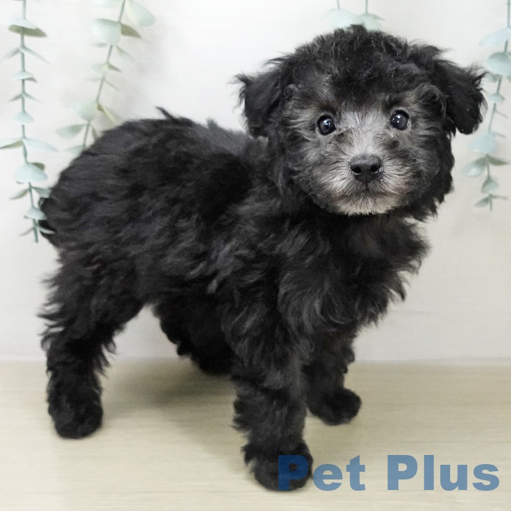 トイ・プードルの写真2