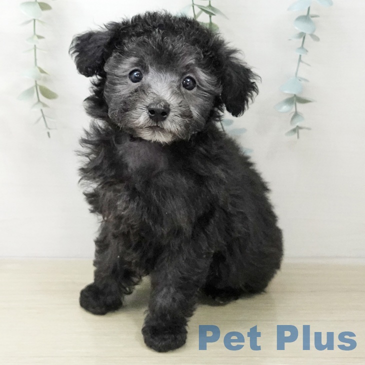 トイ・プードル