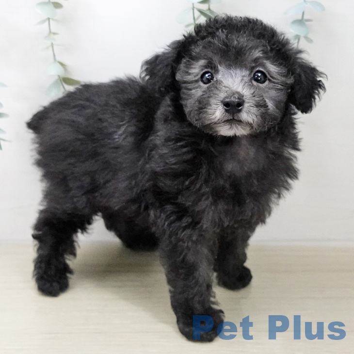 トイ・プードルの写真2