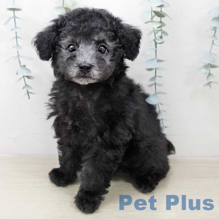 トイ・プードル