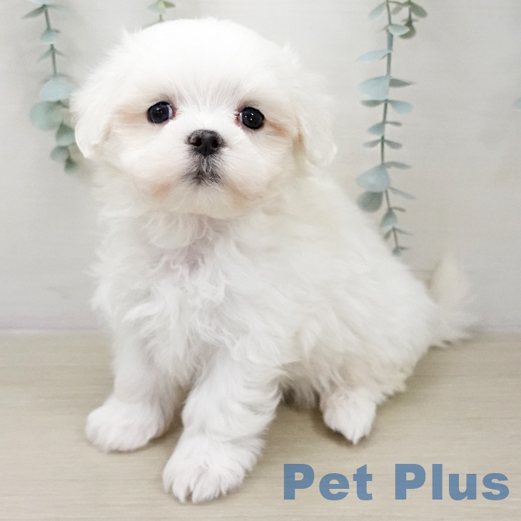 マルチーズの写真2