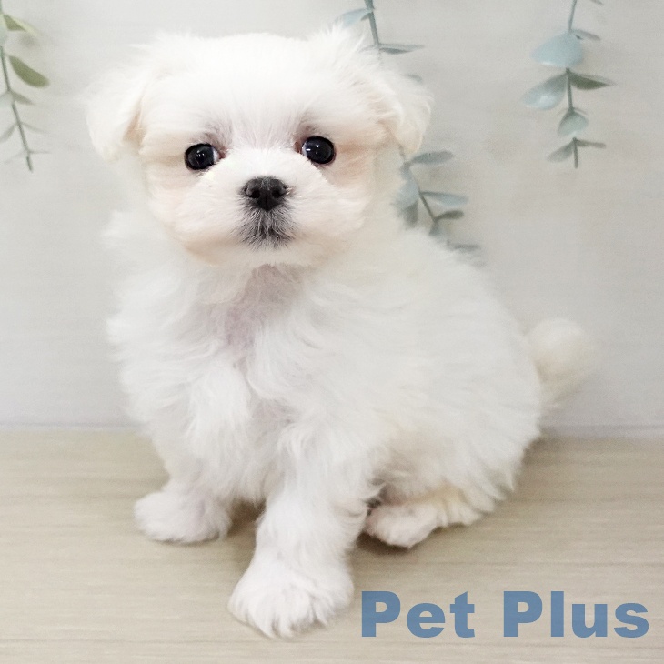千葉県のマルチーズ (ペットプラス 成田店/2026年1月2日生まれ/男の子/ホワイト)の子犬の1枚目の画像