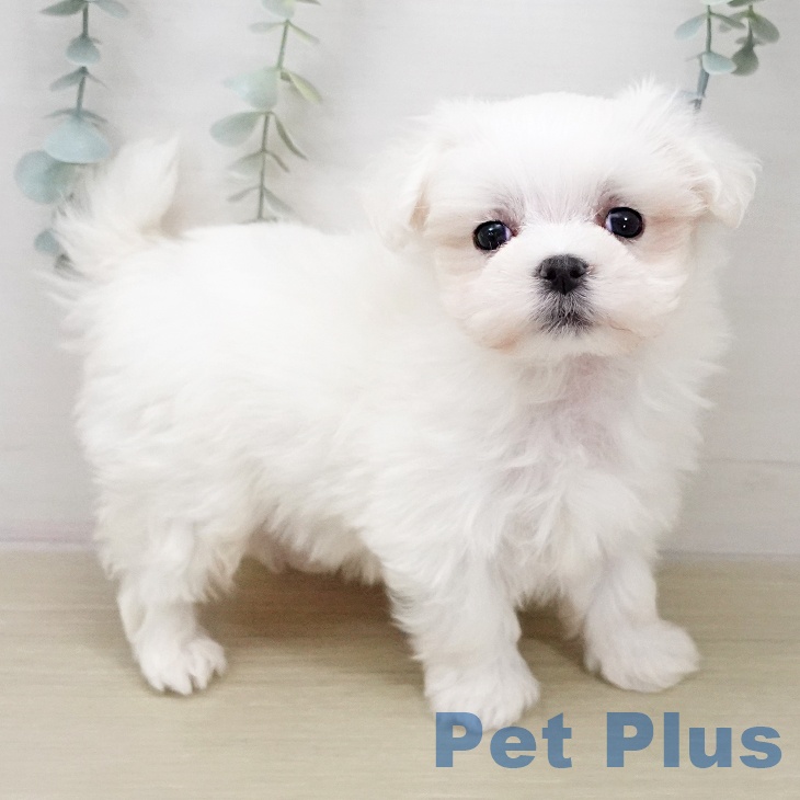 千葉県のマルチーズ (ペットプラス 成田店/2026年1月2日生まれ/男の子/ホワイト)の子犬の2枚目の画像