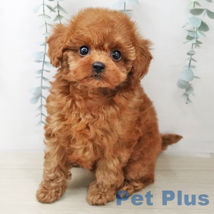 神奈川県のトイプードル(トイ) (ペットプラス 湘南平塚店/2026年1月10日生まれ/男の子/レッド)の子犬