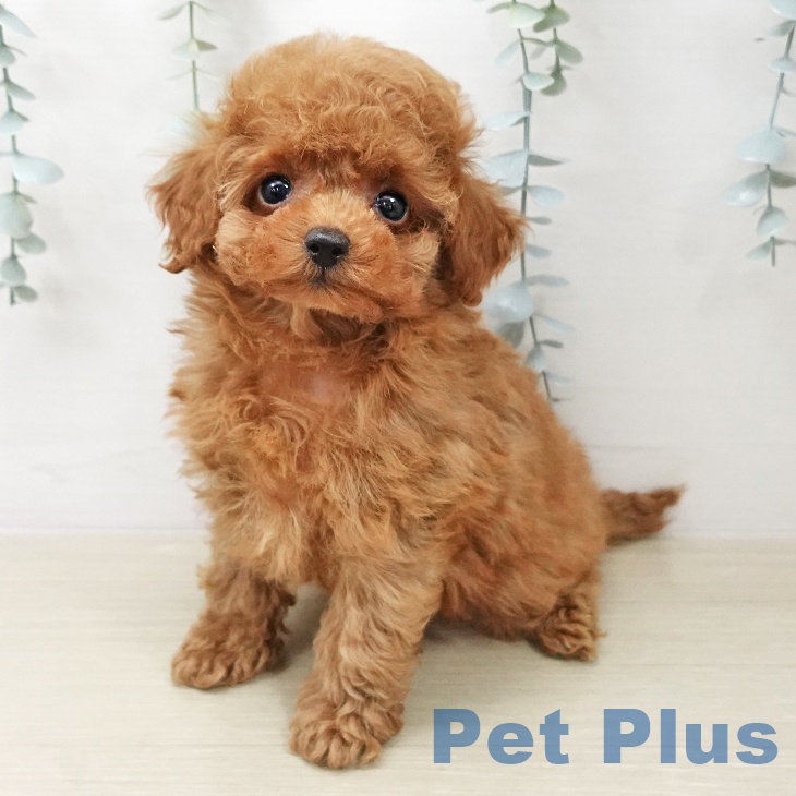 トイ・プードル