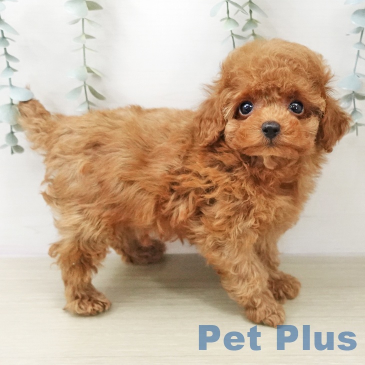 トイ・プードル