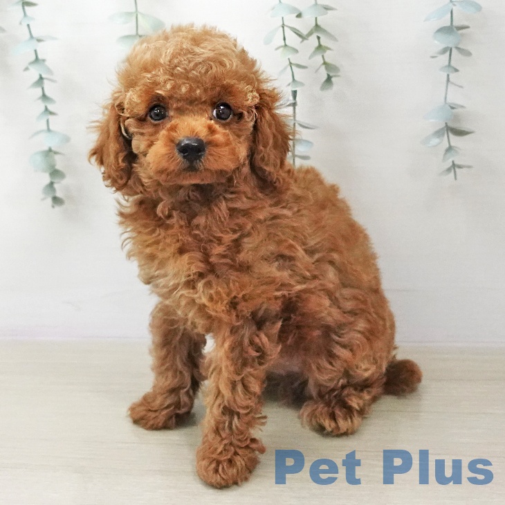 トイ・プードルの写真2