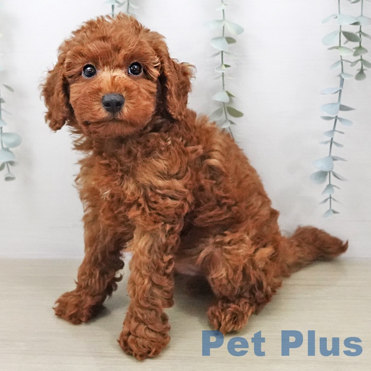 トイ・プードルの写真2