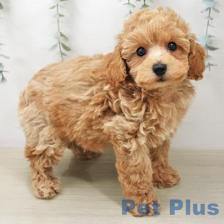 トイ・プードル