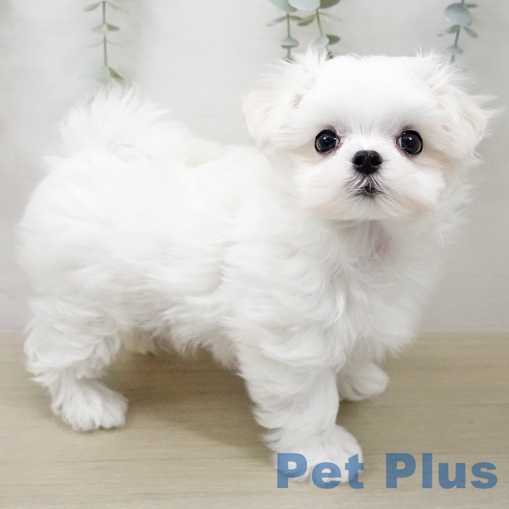 マルチーズの写真2