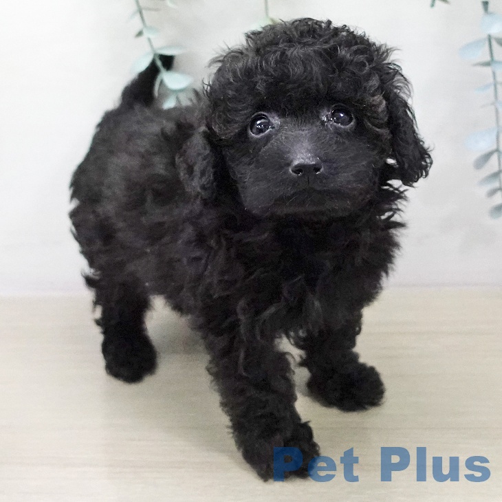 トイ・プードルの写真2