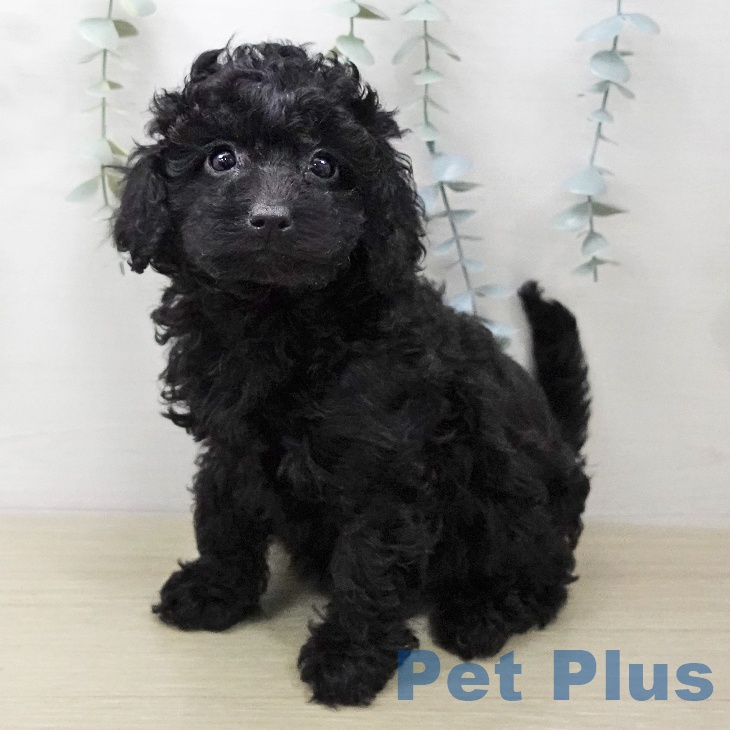 千葉県のトイプードル(トイ) (ペットプラス 船橋店/2026年1月10日生まれ/女の子/ブラック)の子犬の1枚目の画像