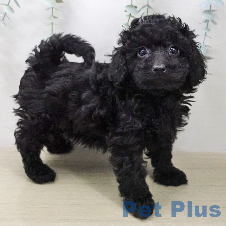 千葉県のトイプードル(トイ) (ペットプラス 船橋店/2026年1月10日生まれ/女の子/ブラック)の子犬の2枚目の画像