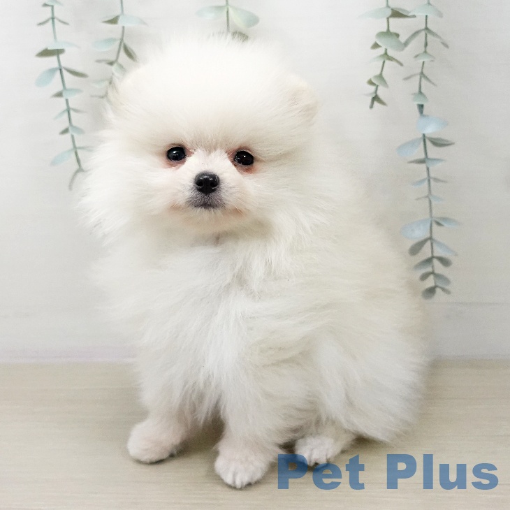茨城県のポメラニアン (ペットプラス つくば店/2026年1月12日生まれ/女の子/ホワイトクリーム)の子犬の1枚目の画像