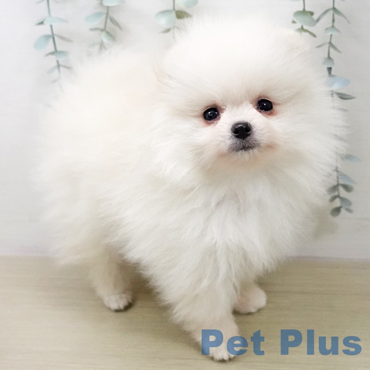 茨城県のポメラニアン (ペットプラス つくば店/2026年1月12日生まれ/女の子/ホワイトクリーム)の子犬の2枚目の画像