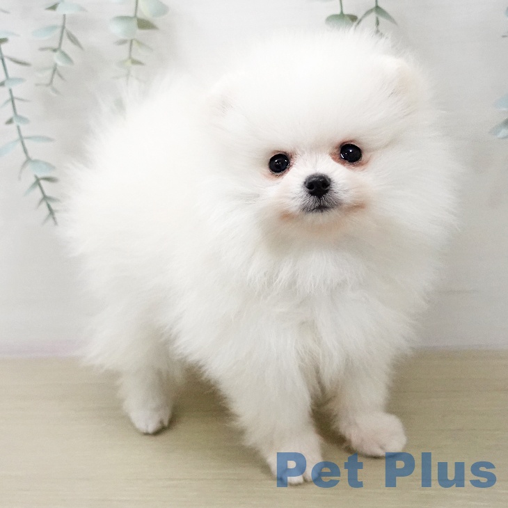 埼玉県のポメラニアン (ペットプラス 川口店/2026年1月12日生まれ/女の子/ホワイトクリーム)の子犬の1枚目の画像
