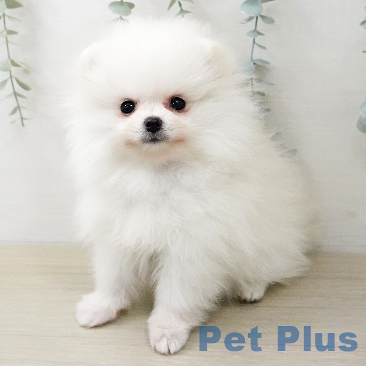 埼玉県のポメラニアン (ペットプラス 川口店/2026年1月12日生まれ/女の子/ホワイトクリーム)の子犬の2枚目の画像
