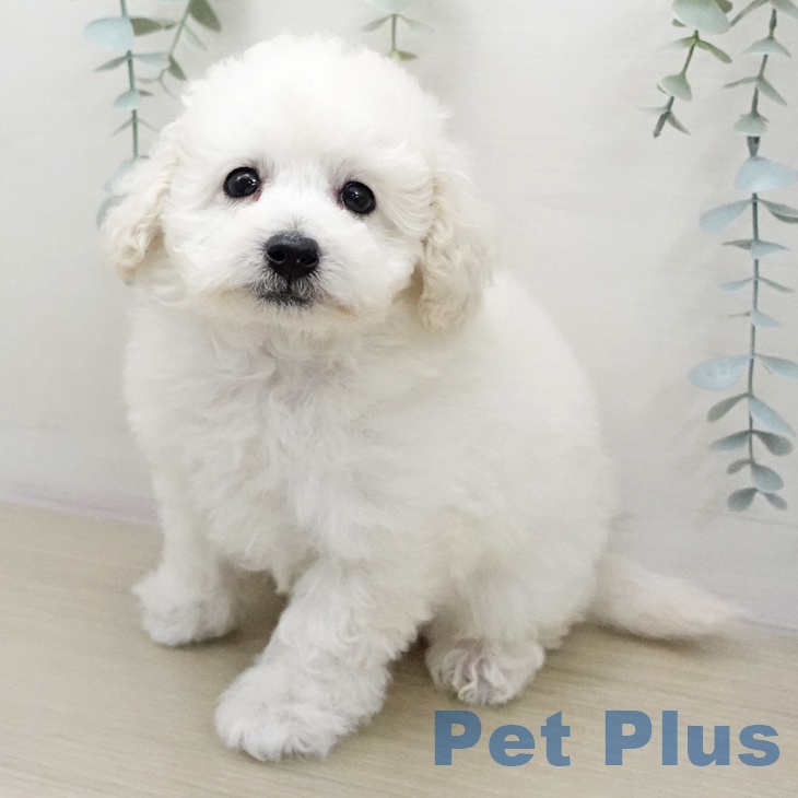 トイ・プードル