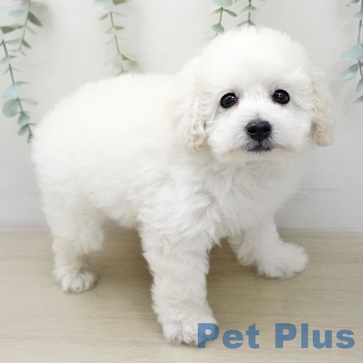 トイ・プードルの写真2