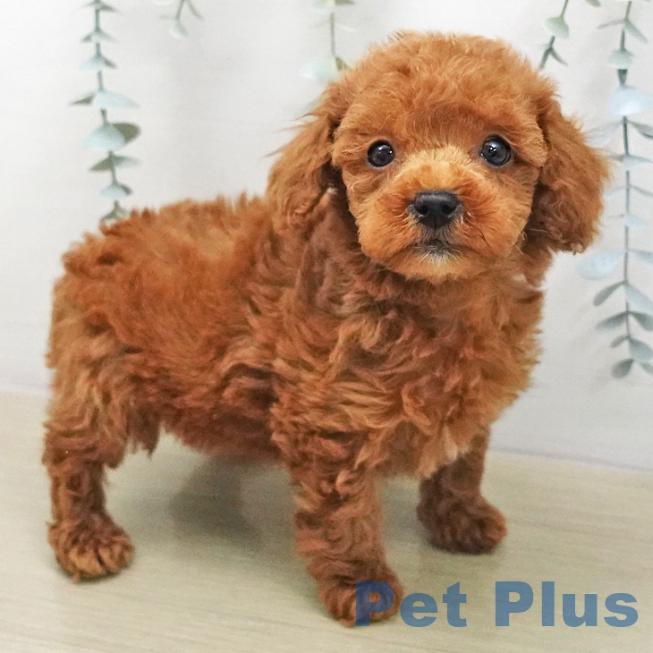 トイ・プードル