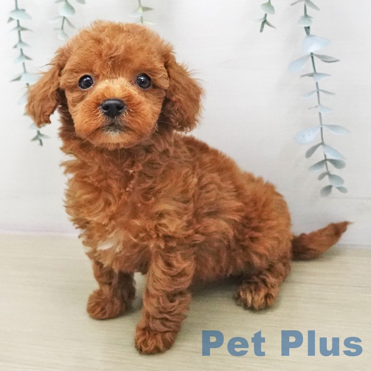 トイ・プードルの写真2