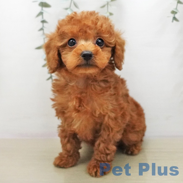 トイ・プードル