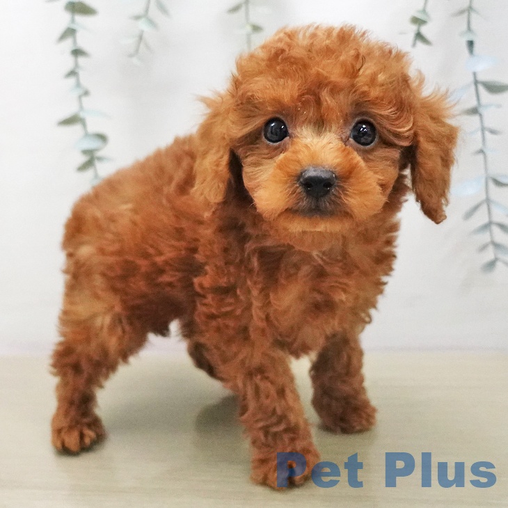 トイ・プードルの写真2