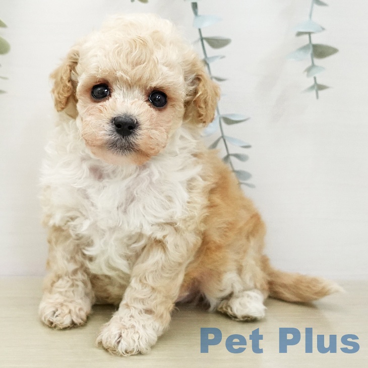 トイ・プードル