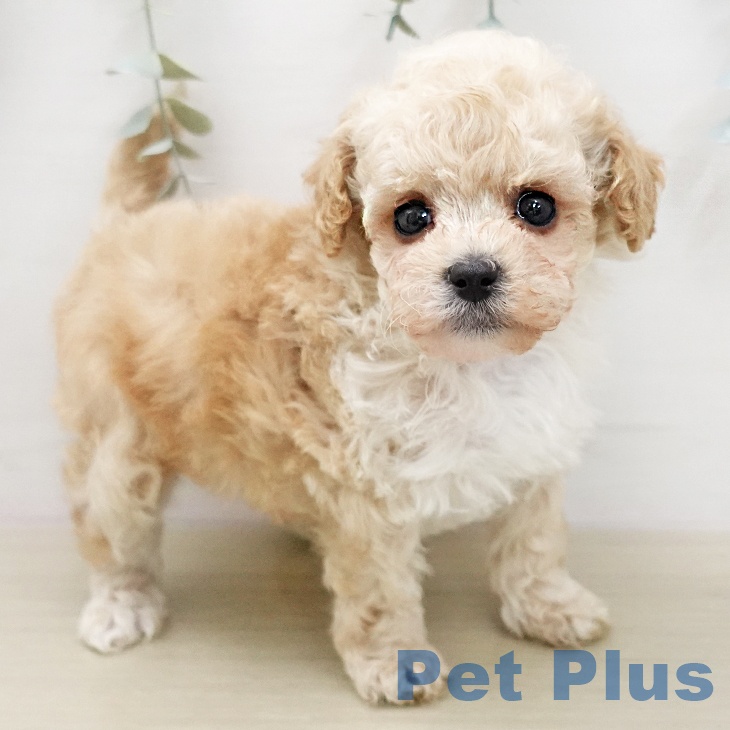 トイ・プードルの写真2