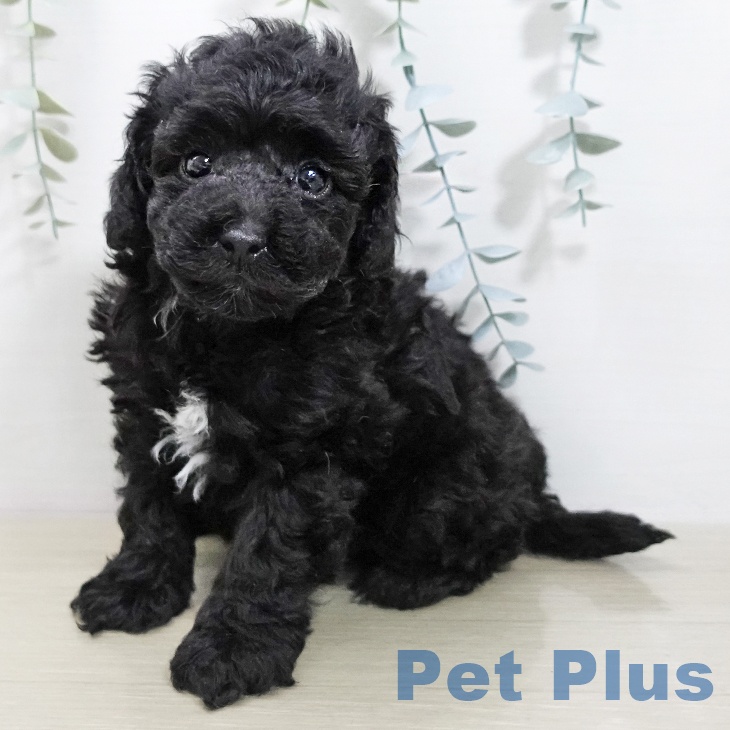 埼玉県のトイプードル(トイ) (ペッツワン 浦和美園店/2026年1月11日生まれ/男の子/ブラック)の子犬の1枚目の画像