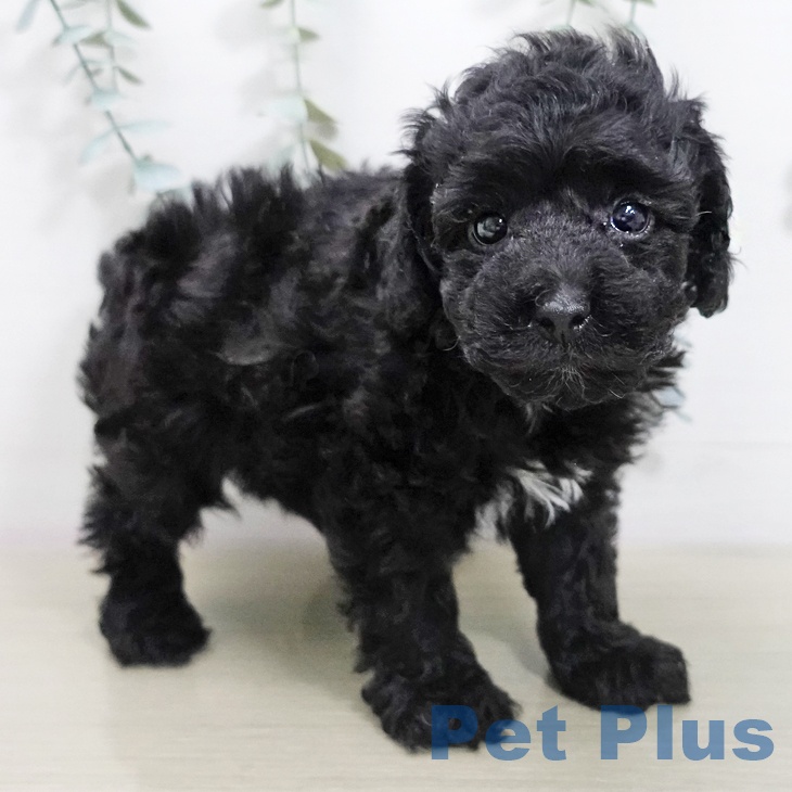 埼玉県のトイプードル(トイ) (ペッツワン 浦和美園店/2026年1月11日生まれ/男の子/ブラック)の子犬の2枚目の画像
