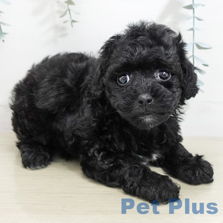 トイ・プードル