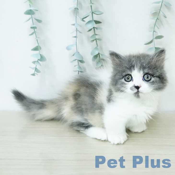 ミヌエットの写真2