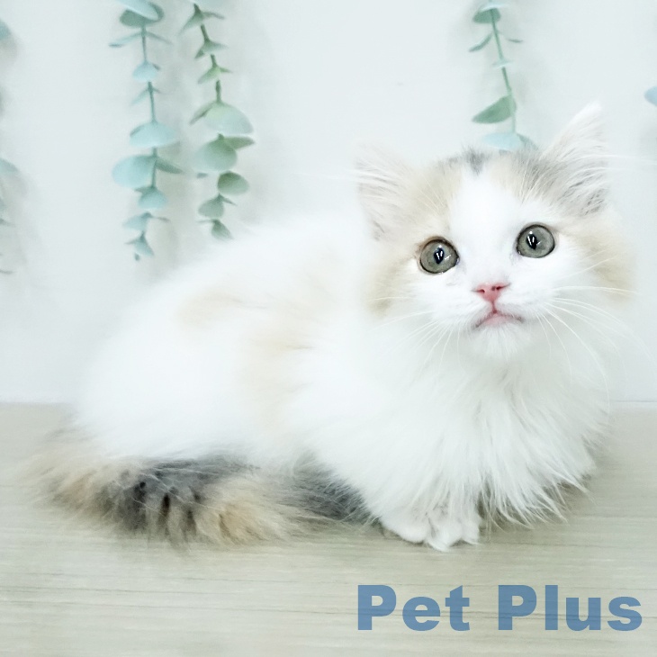 マンチカンの写真2